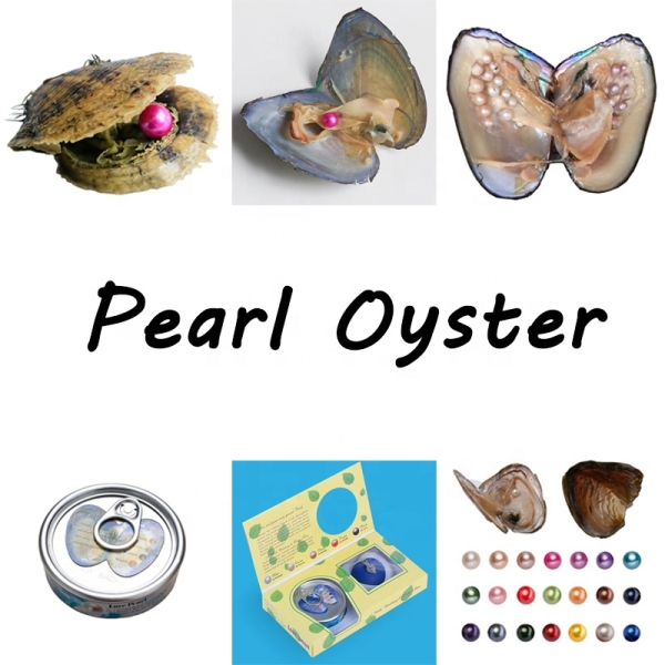 Wholesale wish Oyster Pearl necklace Set Canned Oyster With its necklace and Pendent Kit Set