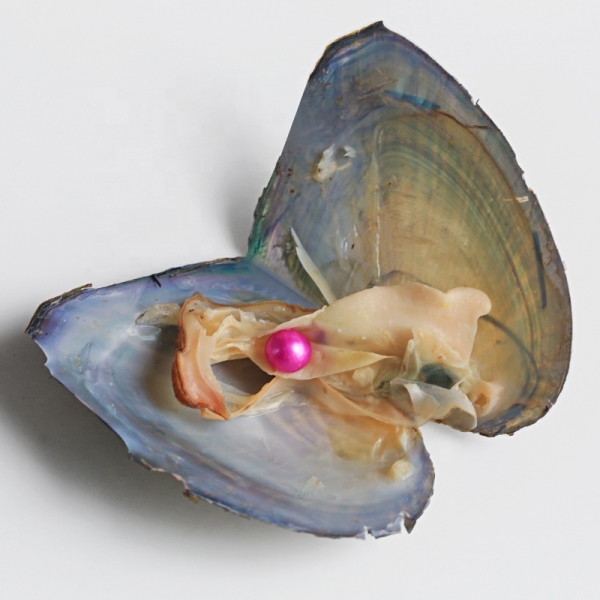 Wholesale natural Freshwater real pearl oyster Shell Wish Oyster fresh cultured oyster pearl