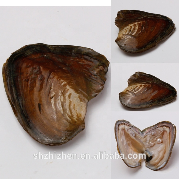 Wholesale Freshwater pearl oyster Shell Wish Oyster with more pearls in natural colors