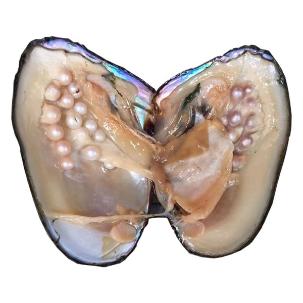 Live taking pearls from freshwater monster oysters With 10-30 Pearls one to one open oyster live stream
